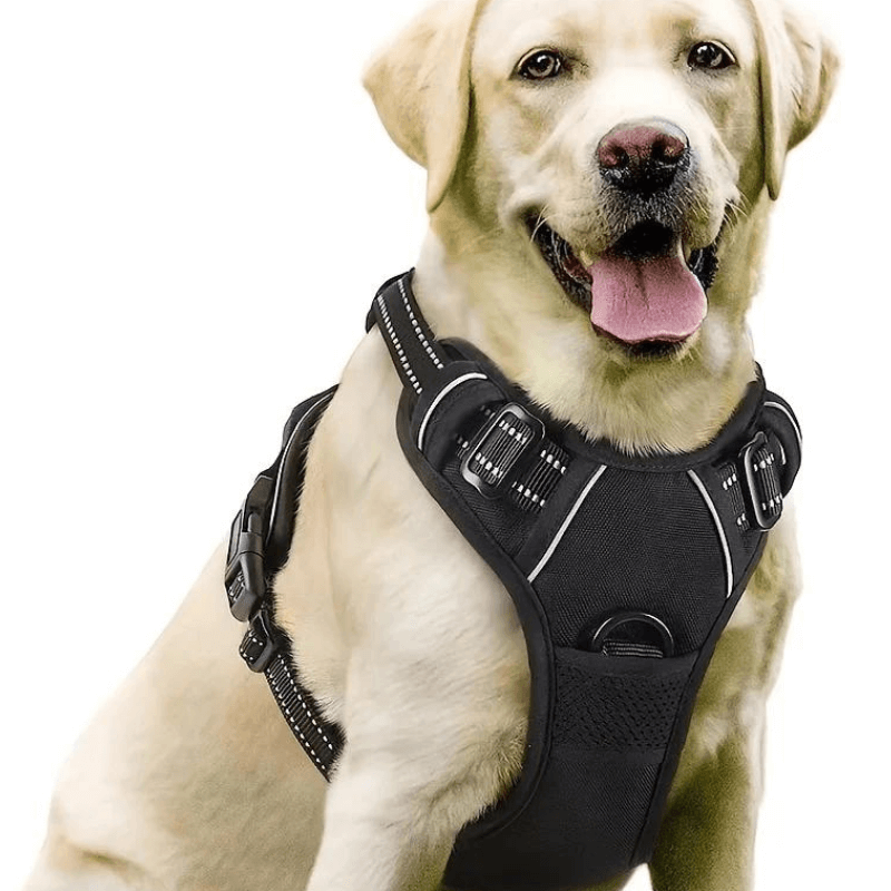 Woof & Whisk Travel Bundle