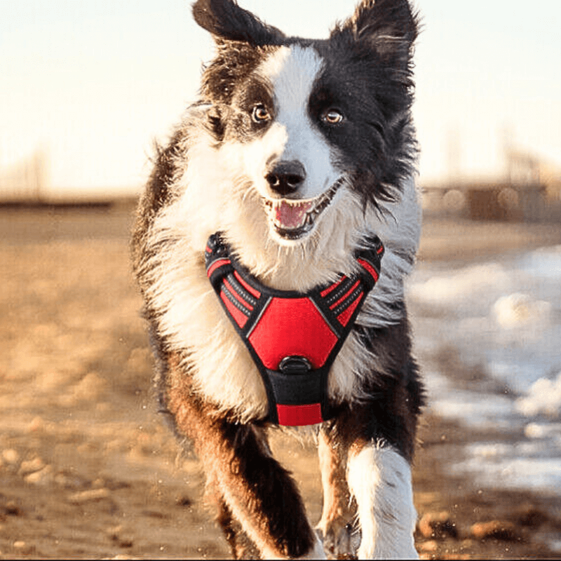 Woof & Whisk Adjustable Dog Harness