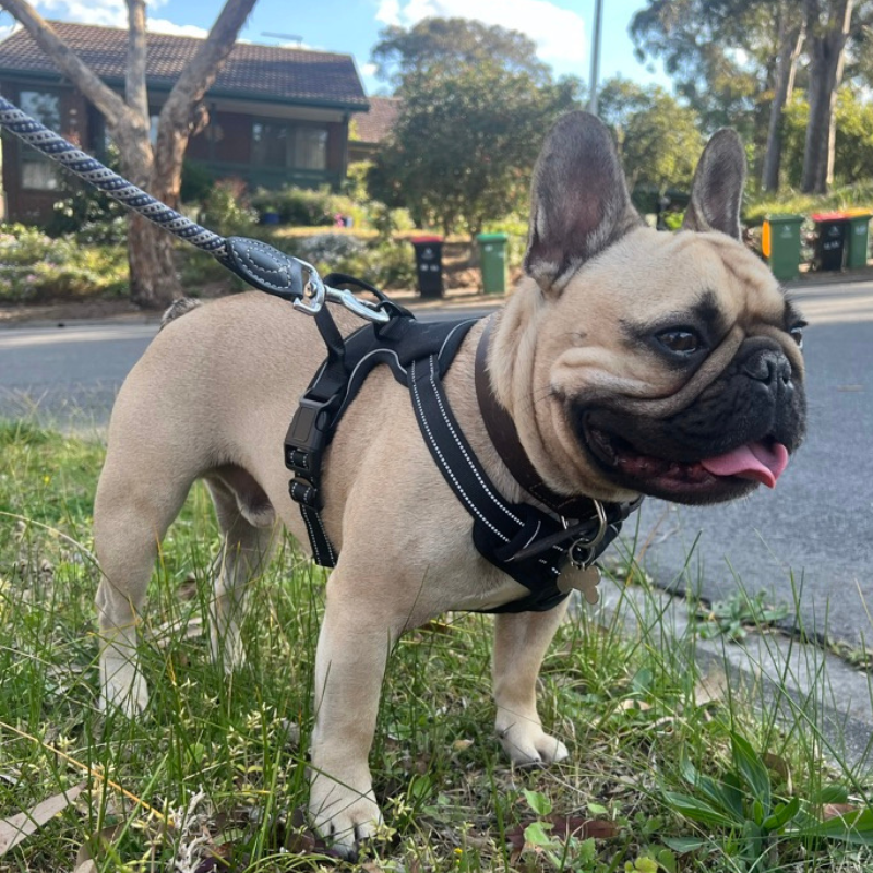 Woof & Whisk Adjustable Dog Harness