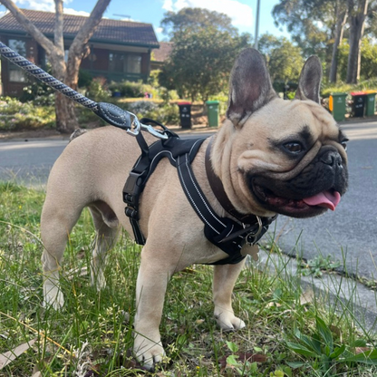 Woof & Whisk Adjustable Dog Harness