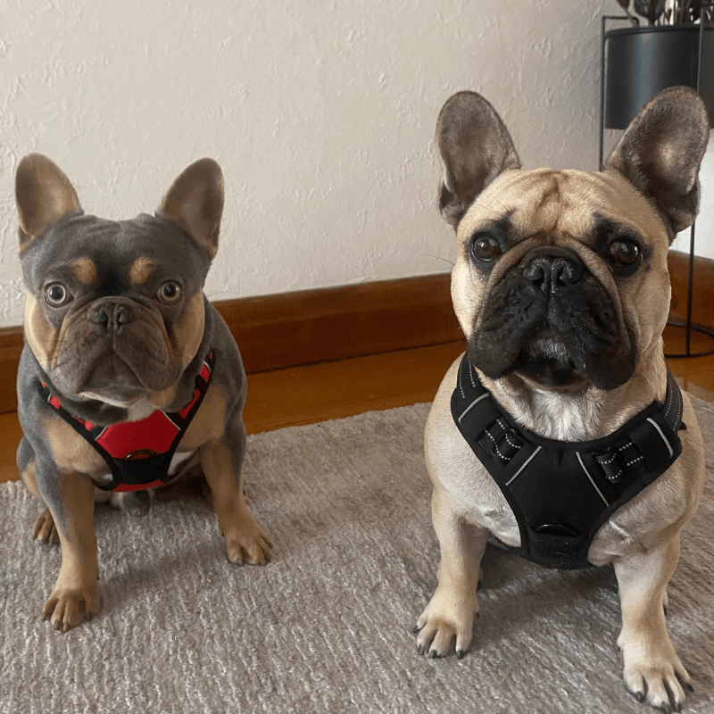 Woof & Whisk Adjustable Dog Harness
