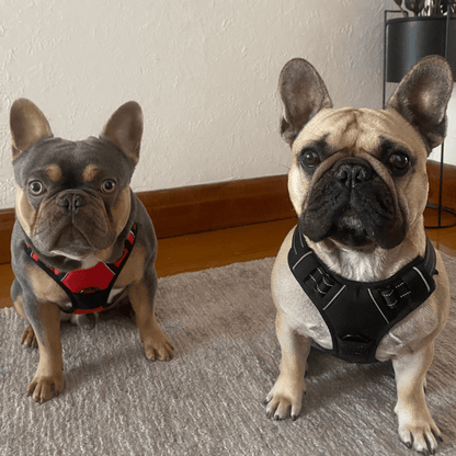 Woof & Whisk Adjustable Dog Harness
