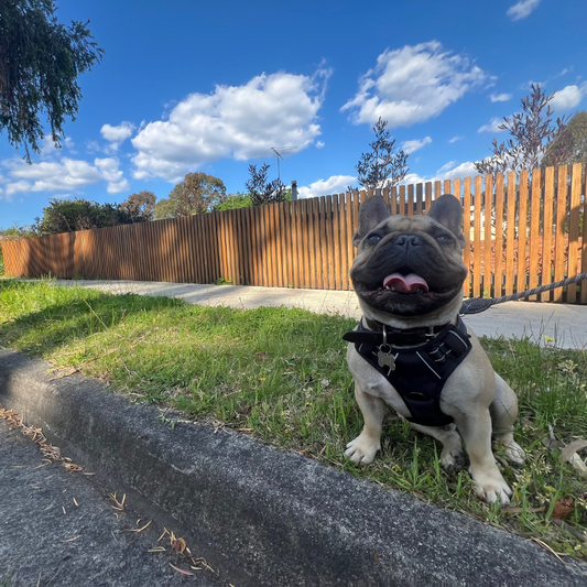 Woof & Whisk Adjustable Dog Harness