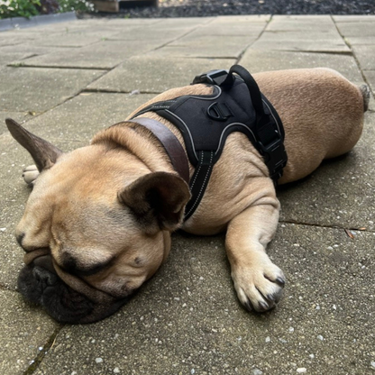 Woof & Whisk Adjustable Dog Harness